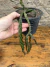 Rabo de porco - Lepismium cruciforme spiralis pt14 - comprar online