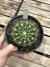 Notocactus uebelmannianus pt14 'matriz' na internet