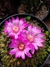 Mammillaria maria luiza