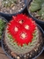 Parodia microsperma subs. sanguiniflora na internet