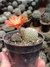 Rebutia heliosa var teresae na internet