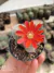 Rebutia heliosa var teresae