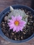 Mammillaria boolii