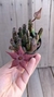 Stapelia schinzii var angolensis
