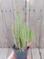 Stapelia hirsuta - comprar online