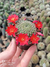 Rebutia xanthocarpa