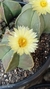 Astrophytum myriostigma var nudum 5 Kina