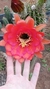 Echinopsis huascha var grandiflora pt14 - Cactos Azulão