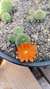 Rebutia fabrisii