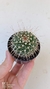 Mammillaria Karwinskiana subs. Nejapensis var longispina