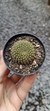 Rebutia xanthocarpa var salmonella - comprar online