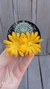 Rebutia krainziana 'flor amarela' na internet