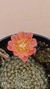 Rebutia xanthocarpa var salmonella