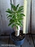 Pachypodium saundersii pt11 na internet