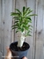Pachypodium saundersii pt11 - comprar online