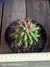 Ferocactus stainesii pt11 - comprar online