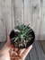 Leuchtenbergia principis pt09 na internet