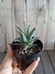 Leuchtenbergia principis pt09 - comprar online
