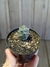 Tephrocactus articulatus pt07