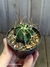 Astrophytum capricorne var. aureum - comprar online