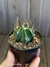 Astrophytum capricorne var. aureum na internet