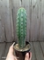 Echinopsis macrogona var pachanoi pt09 'São Pedro'
