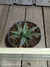 Agave victoriae-reginae pt11 - comprar online