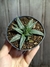 Agave victoriae-reginae pt11