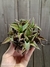 Agave titanota pt11