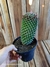 Mammillaria toluca pt14