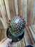 Mammillaria toluca pt14 - comprar online