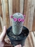 Mammillaria lanata pt11