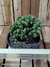 Cereus wild crest pt14 - Cactos Azulão