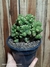 Cereus wild crest pt14