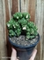 Cereus wild crest pt14 na internet