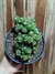 Cereus wild crest pt14 - comprar online