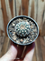 Gymnocalycium bruchii - comprar online