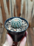 Gymnocalycium bruchii na internet