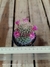 Mammillaria backebergiana subs. ernestii - comprar online