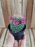 Mammillaria backebergiana subs. ernestii