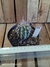 Oreocereus fossulatus pt11 - comprar online