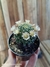 Mammillaria wildii 'flor clara' - comprar online
