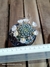 Mammillaria wildii 'flor clara' na internet