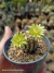 Echinocereus viridiflorus pt09