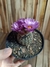 Notocactus uebelmannianus 'flor roxa' pt11 - comprar online