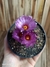 Notocactus uebelmannianus 'flor roxa' pt11