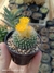 Parodia chrysacanthion - comprar online