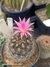 Eriosyce villosa pt09