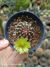 Echinocereus viridiflorus pt09 - Cactos Azulão