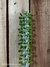 Alluaudia procera pt14 (35cm)